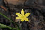 Yellow stargrass
